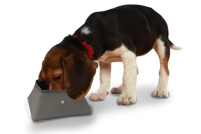 Bebedero portátil mascotas